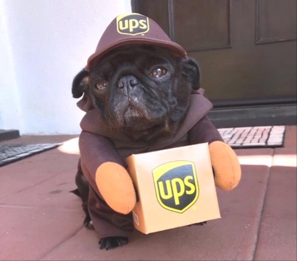/images/uploads/pug nation rescue of los angeles/pugnation2020/entries/11360thumb.jpg